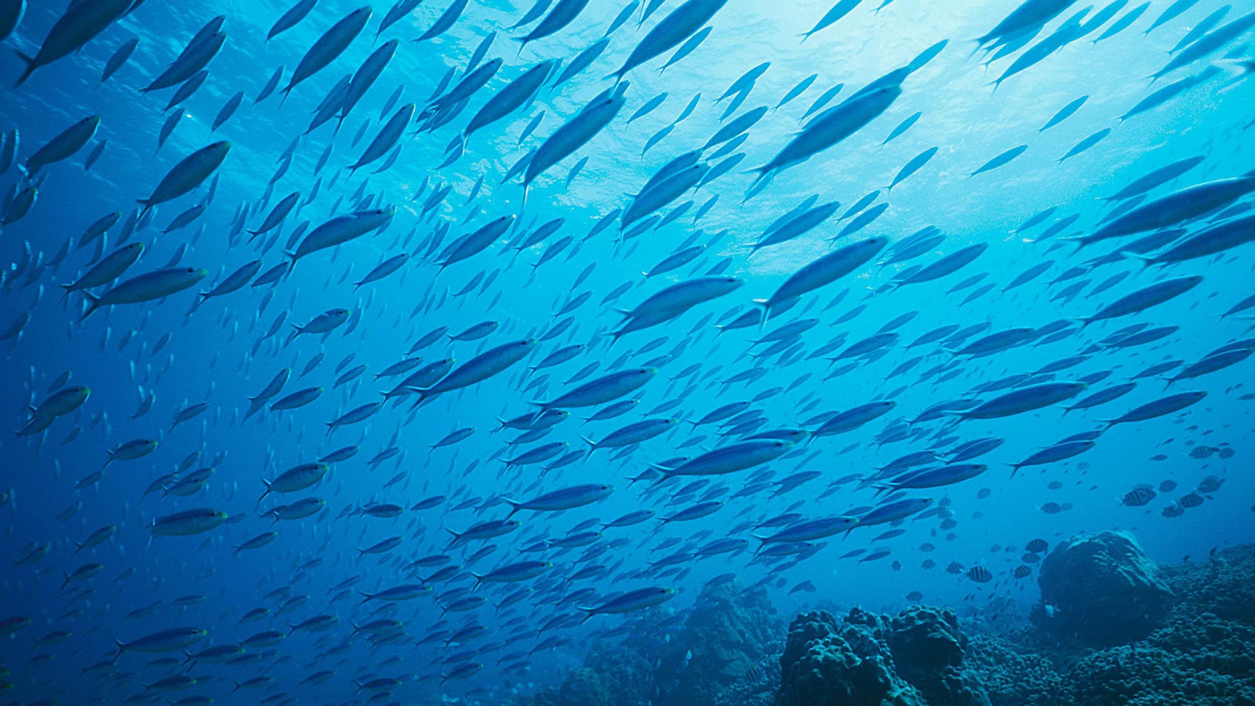Exail header pelagic trawling fishing