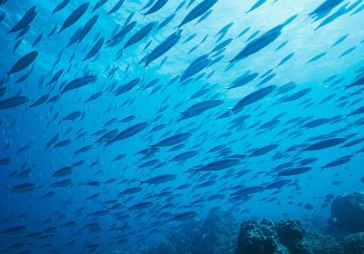Exail header pelagic trawling fishing