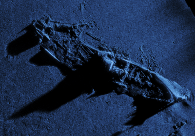 Exail sonar view